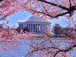 Chào đón lễ hội hoa anh đào Washington DC